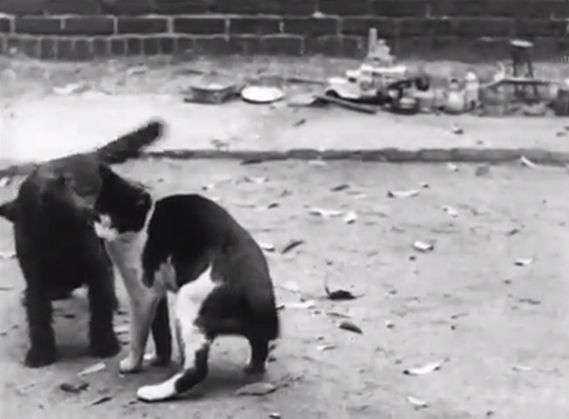 Cinetopicalities In Brief No. 139 - tuxedo cat and Scotty Dog play fighting in alley