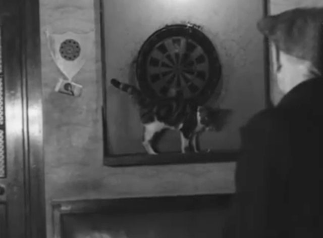 Cinetopicalities In Brief No. 93 - tabby and white cat Kitty playing with dartboard in Newcastle Dance Club