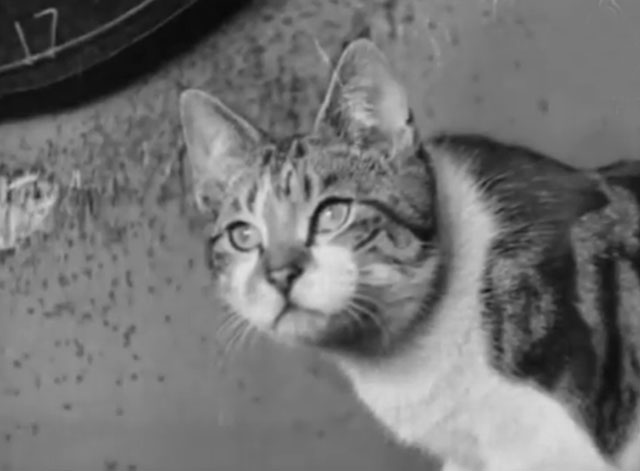 Cinetopicalities In Brief No. 93 - tabby and white cat Kitty close up