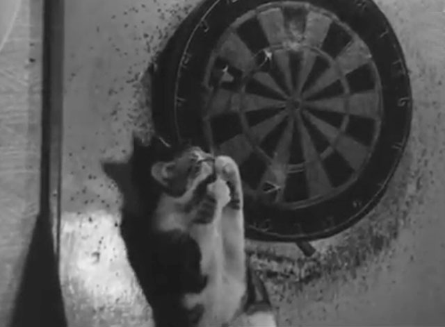 Cinetopicalities In Brief No. 93 - tabby and white cat Kitty playing with dartboard in Newcastle Dance Club