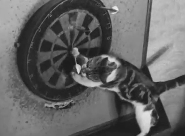 Cinetopicalities In Brief No. 93 - tabby and white cat Kitty playing with dartboard in Newcastle Dance Club