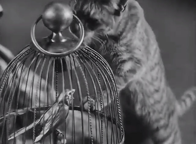 City Girl - tabby cat looking at mechanical bird in cage