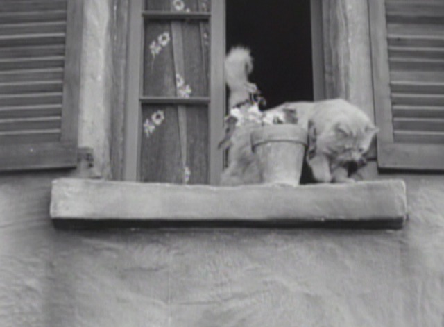 City Lights cat close