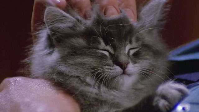 City of the Living Dead - Paura nella città dei morti viventi - close up of content fluffy grey tabby kitten