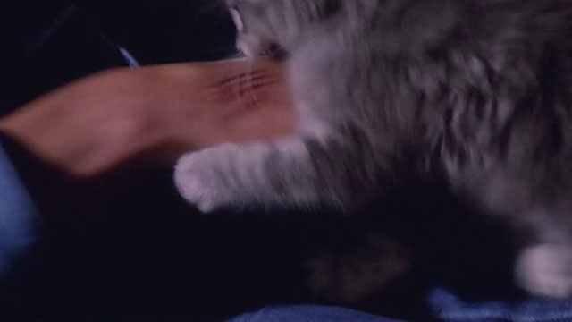 City of the Living Dead - Paura nella città dei morti viventi - fluffy grey tabby kitten with scratched hand