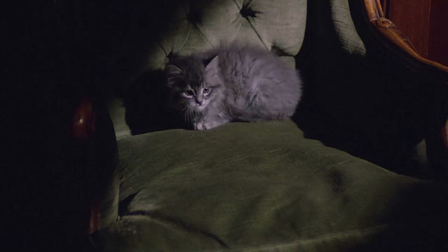 City of the Living Dead - Paura nella città dei morti viventi - fluffy grey tabby kitten on chair