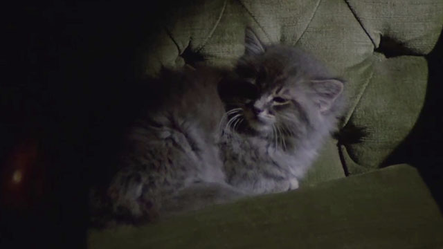 City of the Living Dead - Paura nella città dei morti viventi - fluffy grey tabby kitten on chair
