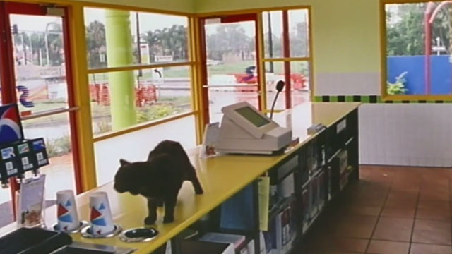 City Loop - black cat Terry on counter of fast food restaurant