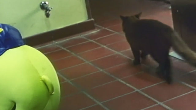 City Loop - black cat Terry walking away