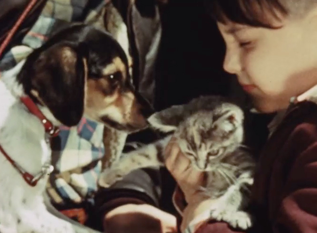 City Pets: Fun and Responsibility - tabby kitten being introduced to puppy Spot by boy Mike