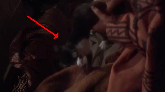 Clash of the Titans - kitten being pulled from box of clothes