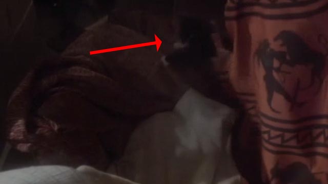 Clash of the Titans - another kitten being pulled from box of clothes