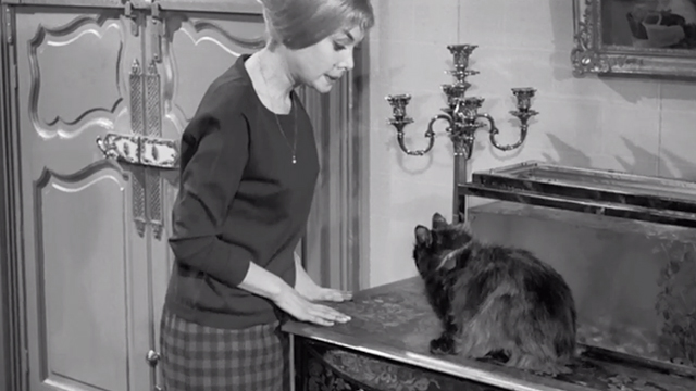 Classe Tous Risques - secretary Evelyne Ker looking at longhaired tortoiseshell cat with disgust