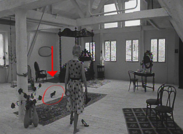 Cleo From 5 to 7 - black kitten runs around Cleo's room