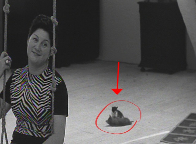 Cleo From 5 to 7 - kittens playing on floor