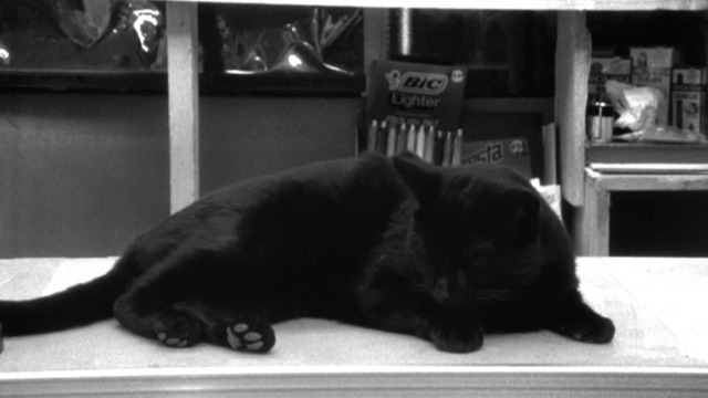 Clerks - black cat sleeping on shelf