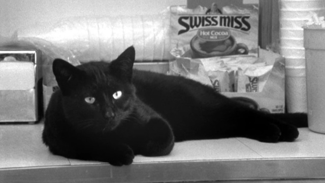 Clerks - black cat sitting on shelf