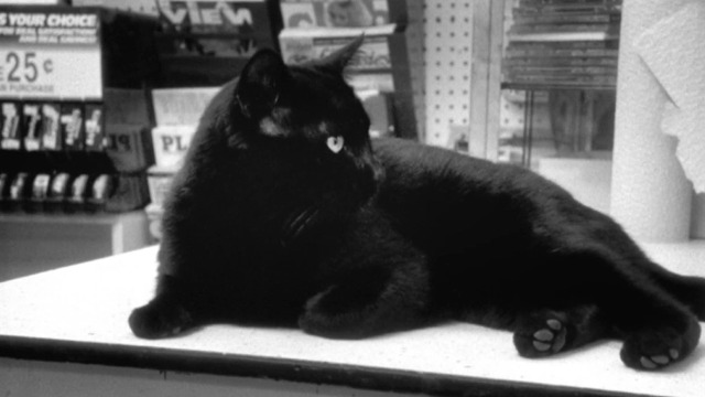 Clerks - black cat on shelf watches fight