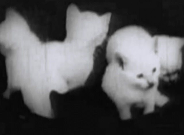 A Clever Dummy - four white kittens and one black kitten