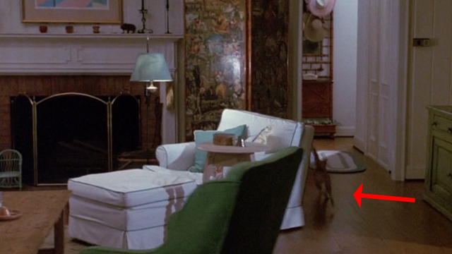 Clifford - orange tabby cat running away