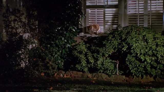 Clifford - orange tabby cat jumping out of window