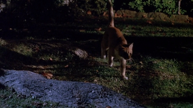 Clifford - orange tabby cat pausing on lawn