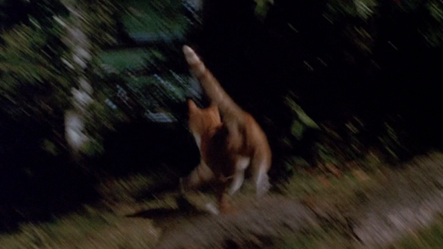 Clifford - orange tabby cat running to hole in fence