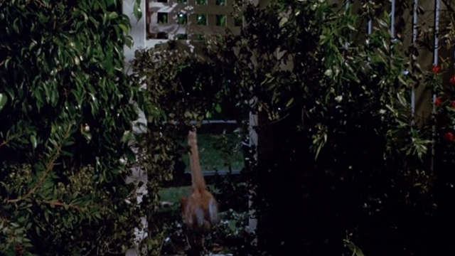 Clifford - orange tabby cat running through hole in fence