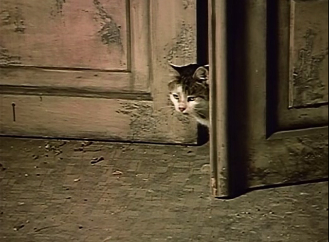 Club of the Discarded - cat looks in through cracked open door