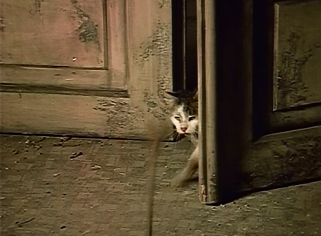 Club of the Discarded - wooden spoon thrown at cat looking through cracked open door