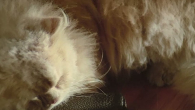 Cold Eyes of Fear - cream-colored long-haired cat sleeping on desk close