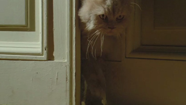 Cold Eyes of Fear - cream-colored long-haired cat trying to get through door that is cracked open