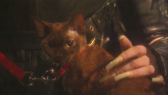 Cold Eyes of Fear - small tortoiseshell cat on leash