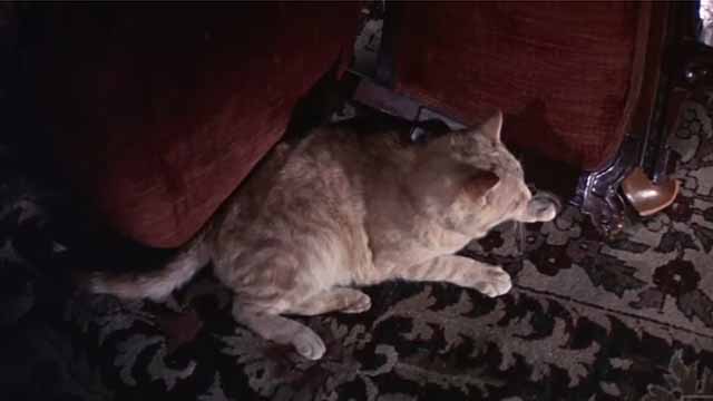 The Comedy of Terrors - Rhubarb Cleopatra ginger cat on carpet