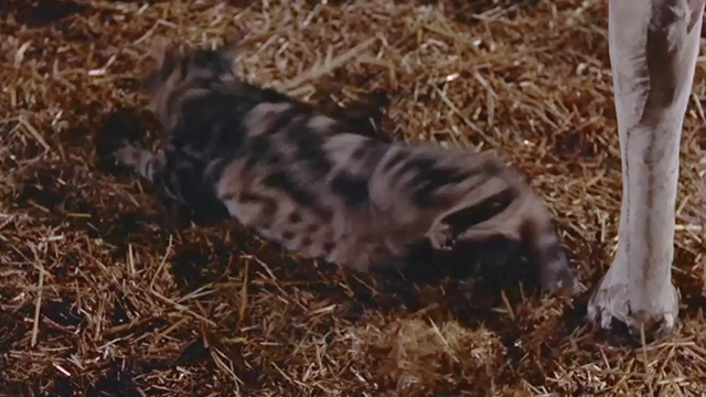 Come Next Spring - Bengal tabby cat having fake cow leg brought down on tail
