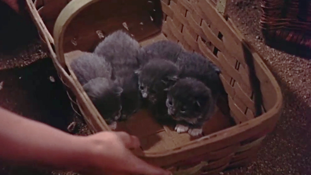 Come Next Spring - basket full of gray kittens