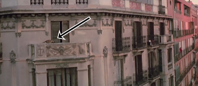 La Communidad - Common Wealth - Siamese cat on high balcony outside building