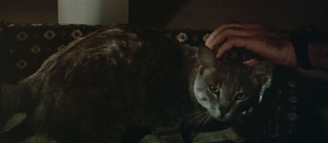 Il Commissario Verrazzano - gray tabby cat Ciro being petted