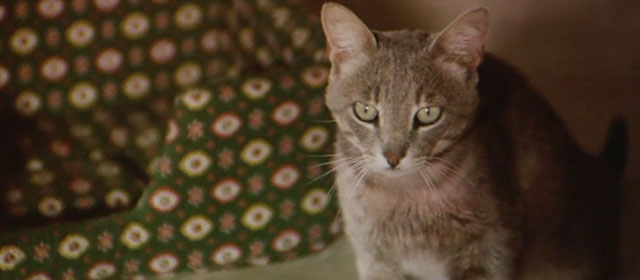 Il Commissario Verrazzano - gray tabby cat Ciro