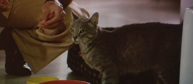 Il Commissario Verrazzano - gray tabby cat Ciro