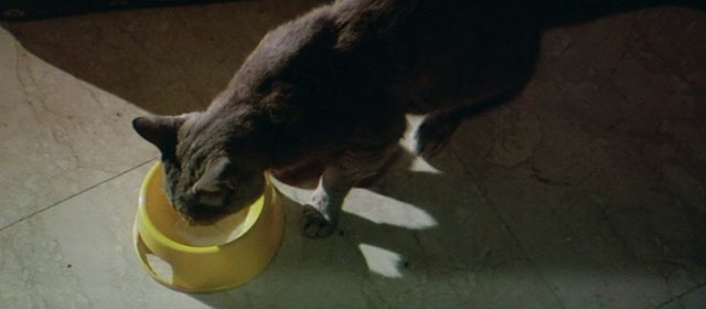 Il Commissario Verrazzano - gray tabby cat Ciro looking into bowl