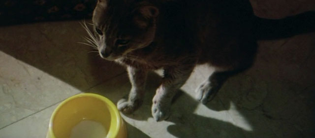 Il Commissario Verrazzano - gray tabby cat Ciro sitting by bowl