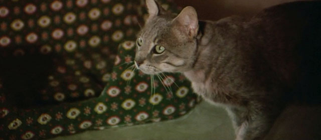 Il Commissario Verrazzano - gray tabby cat Ciro