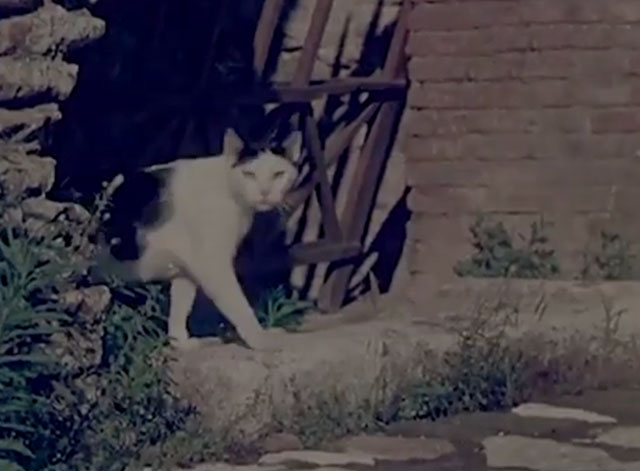 Confidenze di un gatto - tuxedo cat emerging in morning