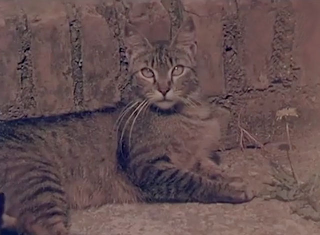 Confidenze di un gatto - brown tabby cat Filippo