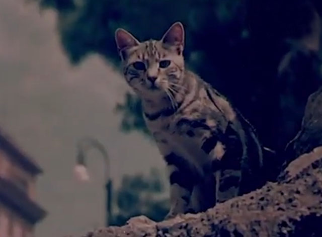 Confidenze di un gatto - brown classic tabby cat Alfredo