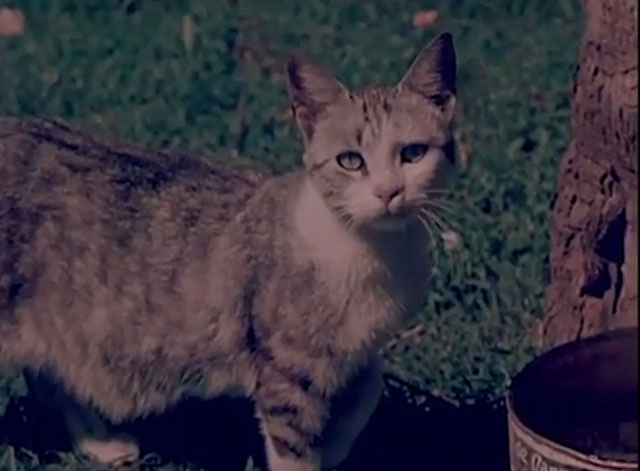 Confidenze di un gatto - tabby and white cat Red
