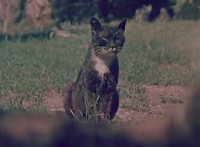 Confidenze di un gatto - tuxedo cat Socrates