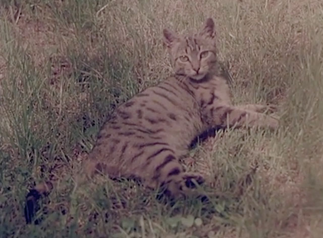 Confidenze di un gatto - brown tabby Miss Grigetta