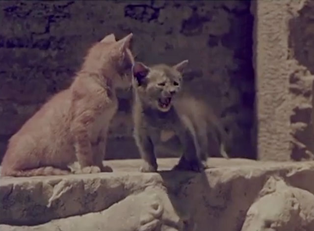 Confidenze di un gatto - ginger tabby and gray kittens